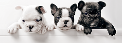 Dog Boarding