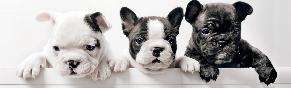 Three French Bullgod Puppies