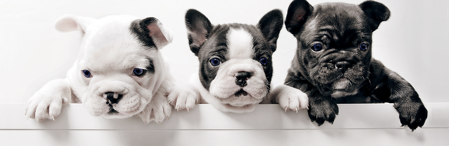 Three French Bullgod Puppies