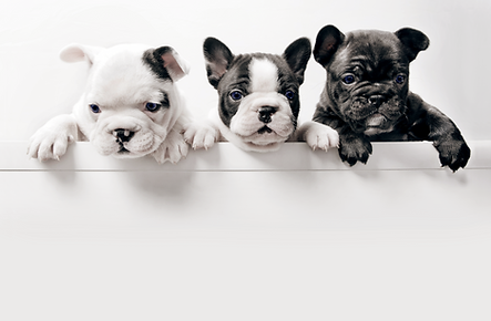 Three French Bullgod Puppies