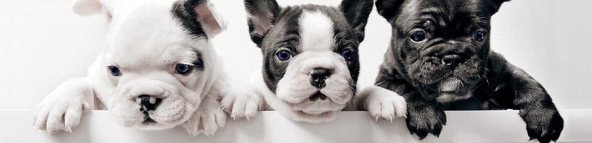 Three Cute Puppies