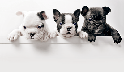 Three French Bullgod Puppies