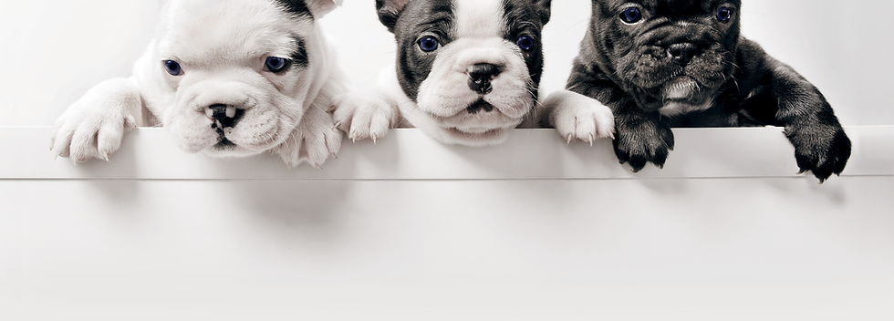 Three French Bullgod Puppies