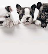 Three French Bullgod Puppies