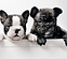 Three French Bullgod Puppies