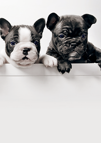 Three French Bullgod Puppies