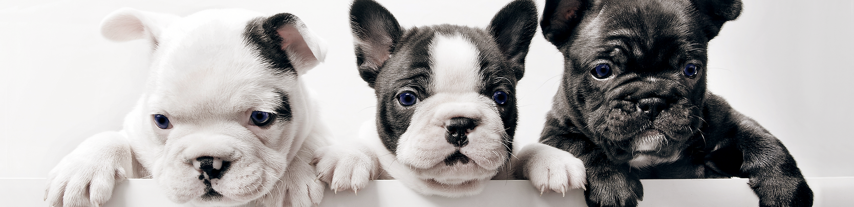 Three French Bullgod Puppies