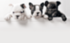 Schattige puppy's
