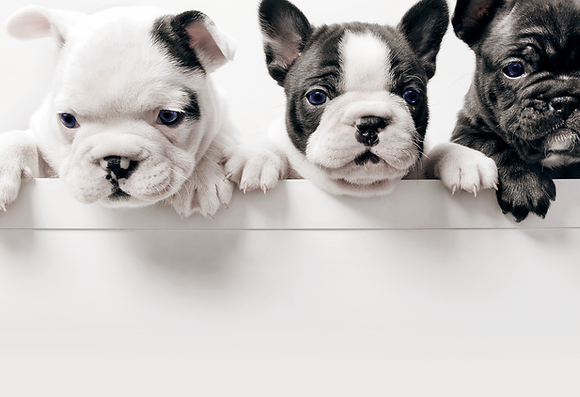 Three French Bullgod Puppies