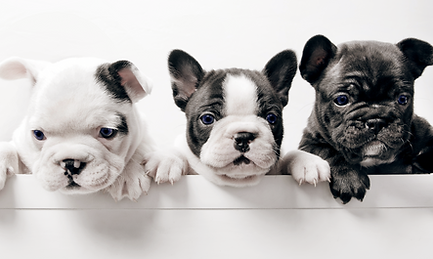 Three French Bullgod Puppies