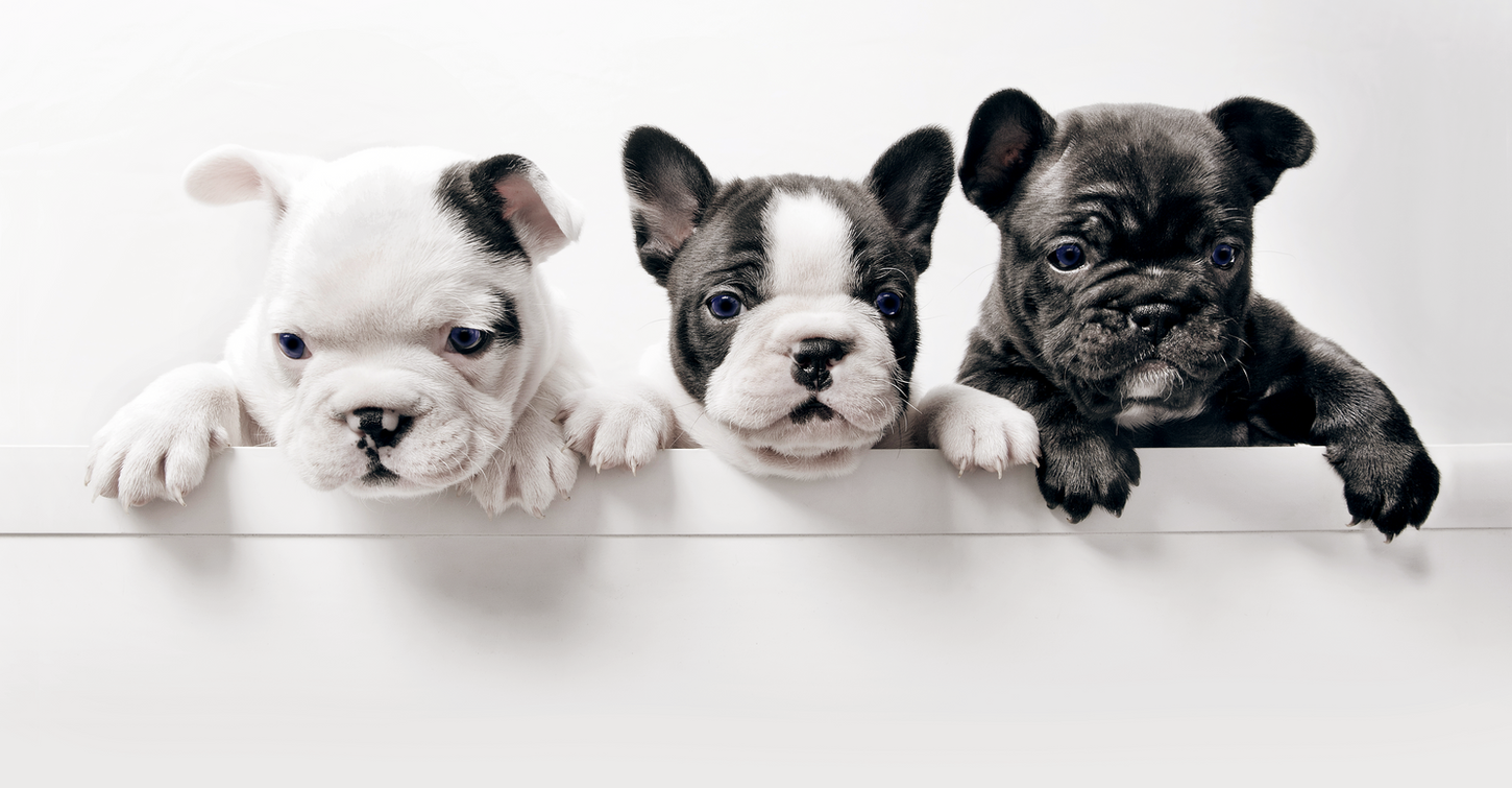 三匹のフランス語Bullgod子犬