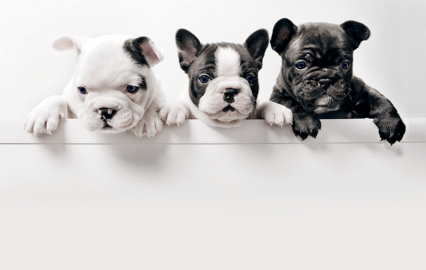 Three French Bullgod Puppies