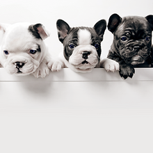 Three French Bullgod Puppies