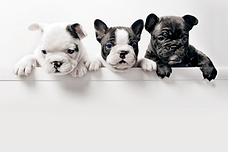 Três cachorrinhos fofos