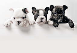 Three French Bullgod Puppies