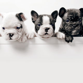 Three French Bullgod Puppies