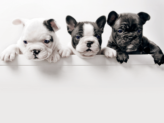 Three French Bullgod Puppies