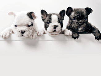 Three French Bullgod Puppies