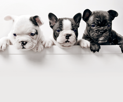 Drei Französisch Bullgod Welpen