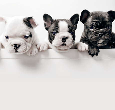 Three French Bullgod Puppies