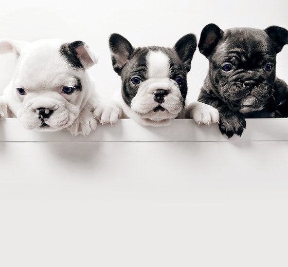 Three French Bullgod Puppies