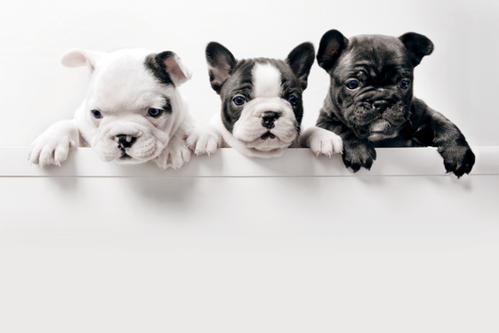 MaxidogVit provides your dog with balanced, varied nutrition.