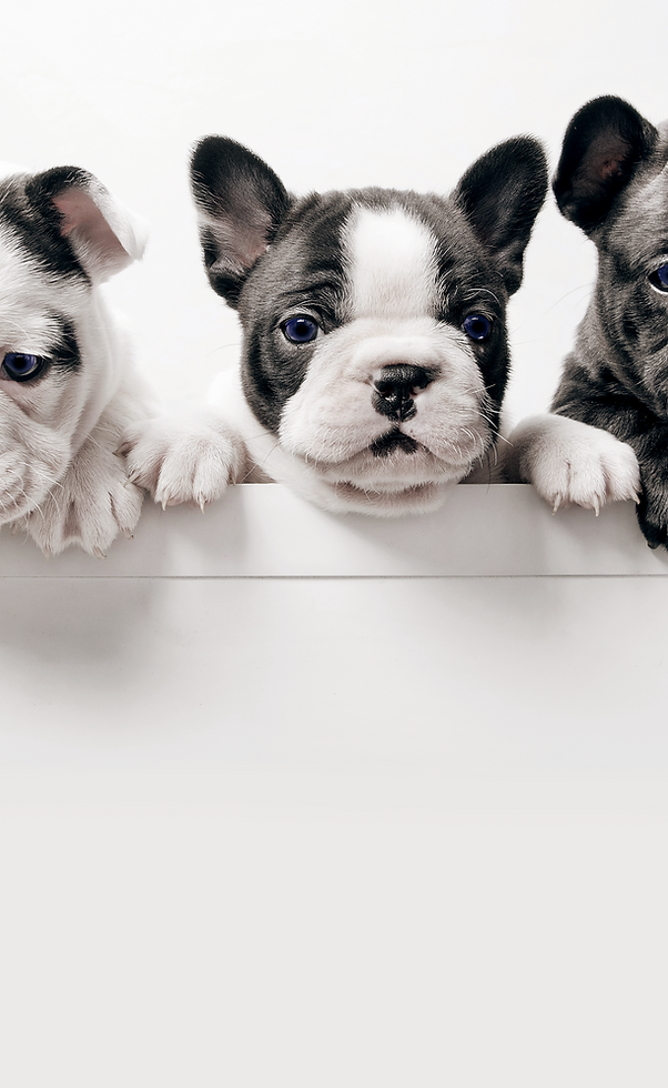 Home Sheffield And Yorkshire Mobile Microchipping