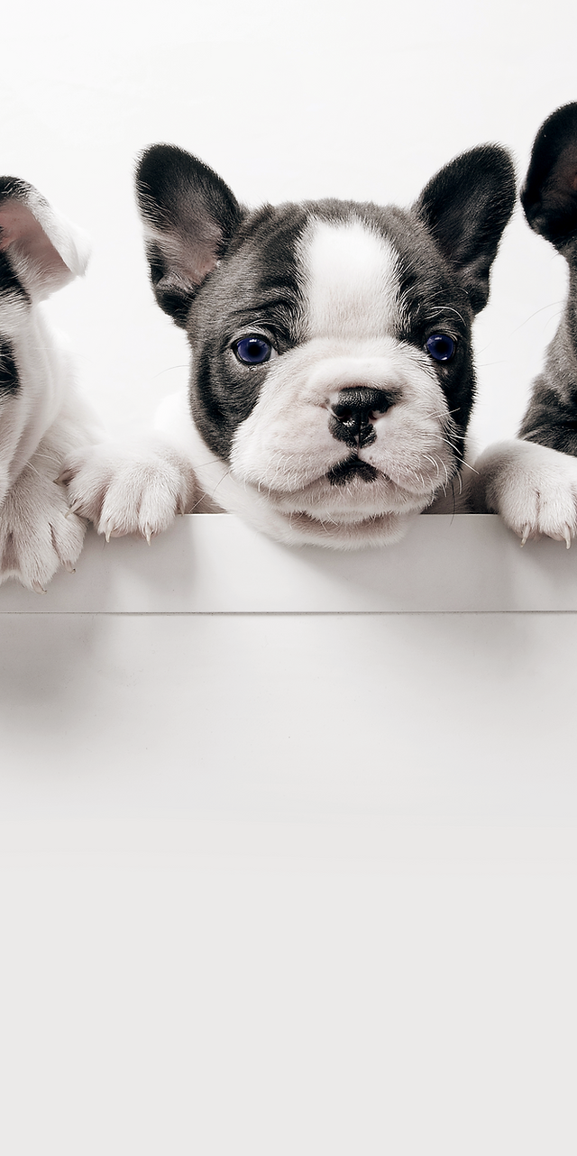 Norcal frenchies sales
