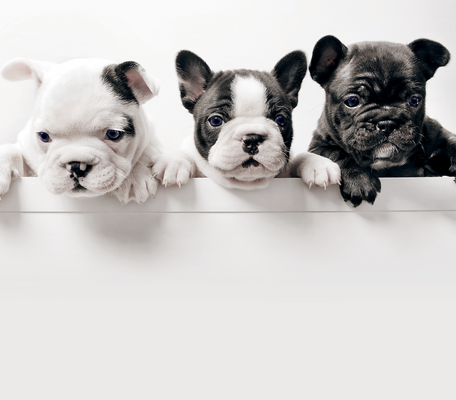 Bugg breeders near me deals
