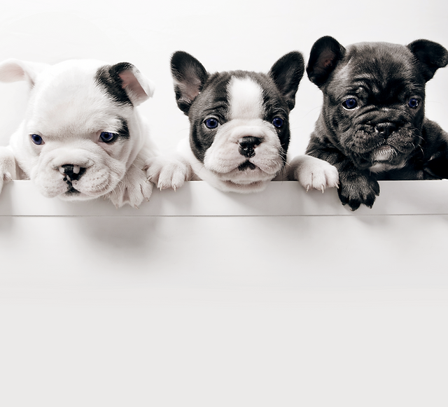 Platinum dog grooming 2025