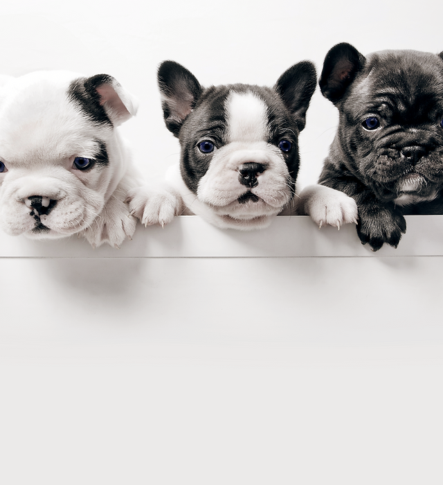 Kennel club buying a puppy sales