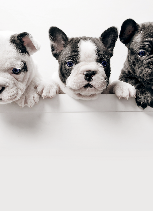 Bulldog puppy treats hotsell