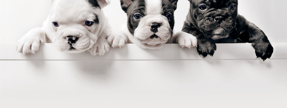 Drie Franse Bullgod Puppies