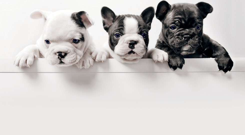 Frenchies