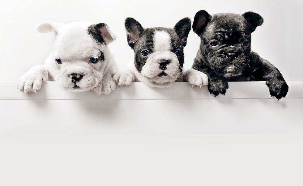 三匹のフランス語Bullgod子犬