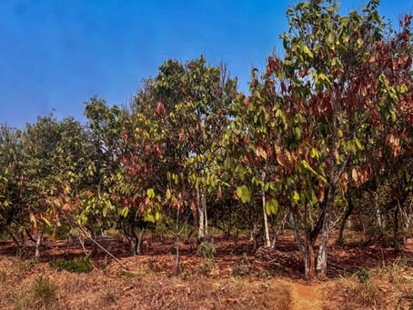 Cocoa Chronicle 2: Kumasi to Kyebi, for Cocoa, Culture and Curiosity