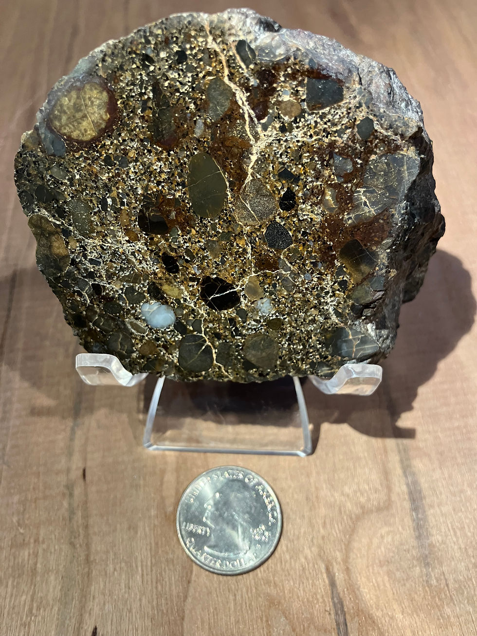 Collected near Winston, Mt.