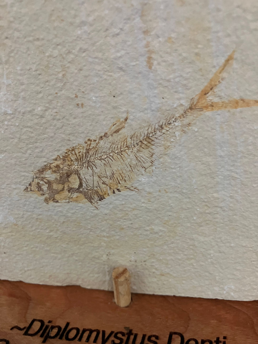 Thumbnail: Fossil Fish