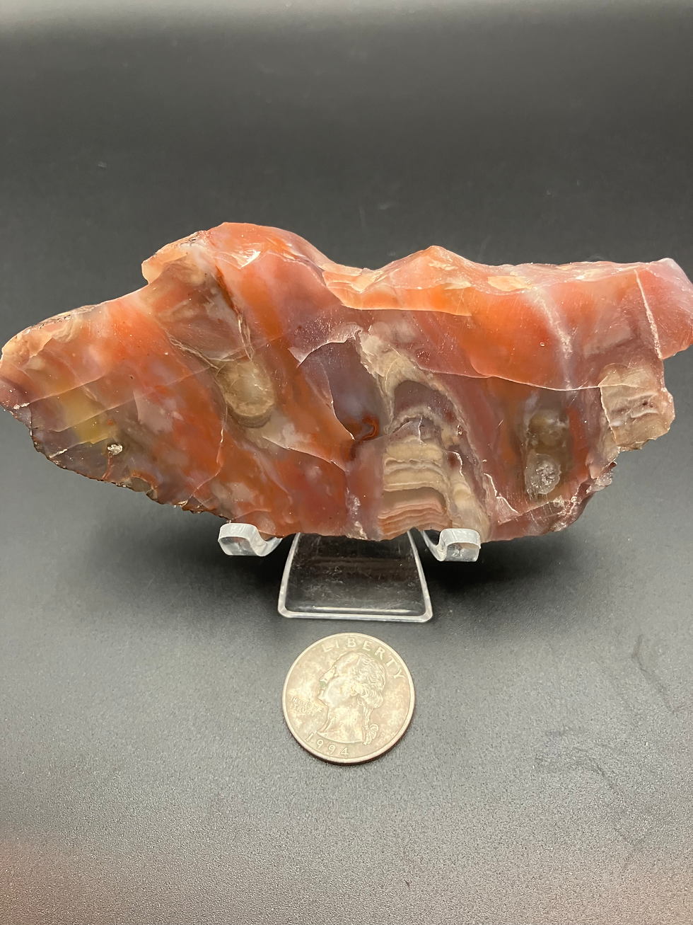 Arizona Rainbow Petrified Wood