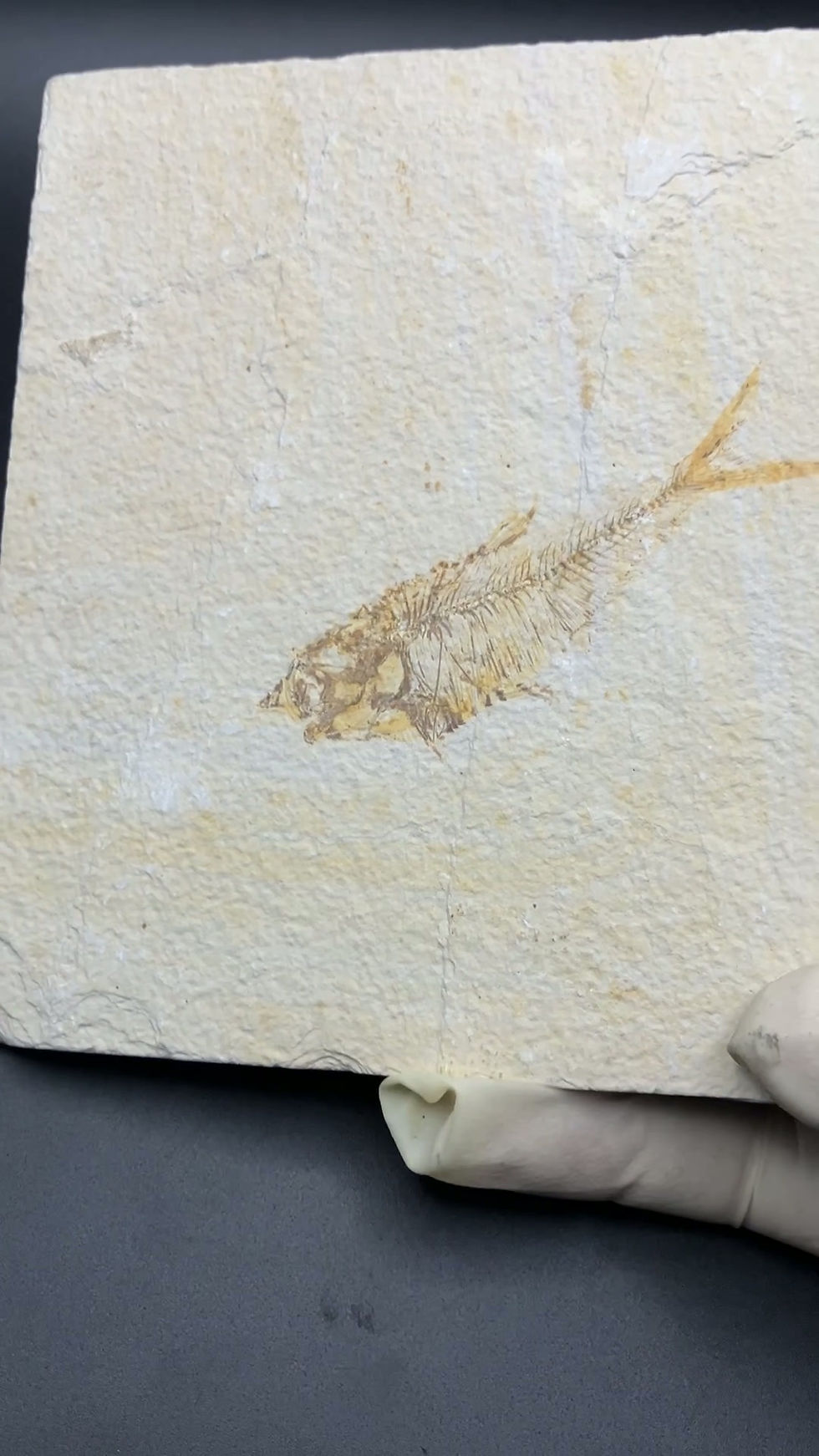 Thumbnail: Fossil Fish