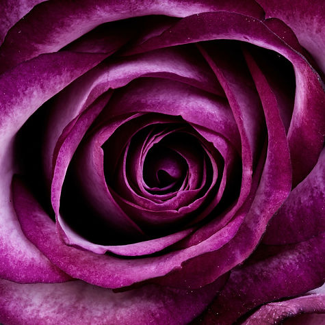 plant-66809_1920.jpg