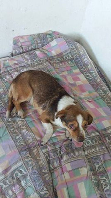 d6ad0d d425ec018f6a4acd9c280c3166ba1242~mv2 | Lamianow.gr