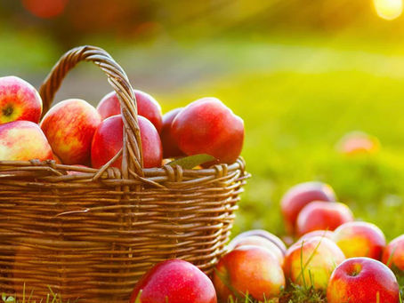 Picking macs, honey crisp, Cortlands