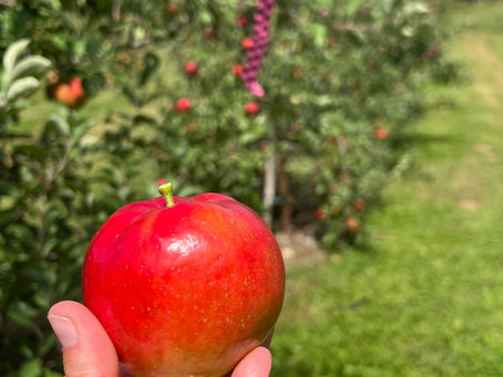 Apple picking starts Sunday 9/1