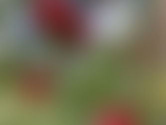 Picking apples this weekend 9-5!!