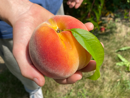 PYO yellow peaches, plums and veggies all week 9-4. White peaches this weekend in PYO! 🍑🍑