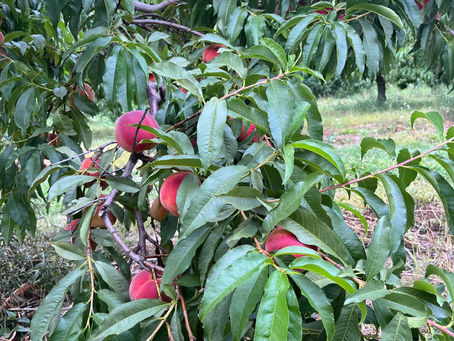 Sat/Sun peach picking updates