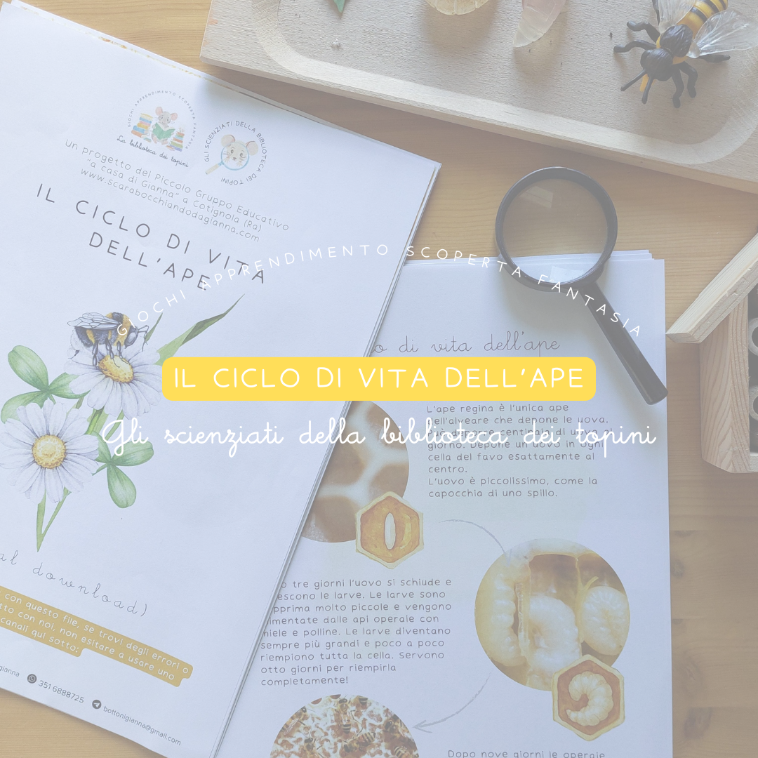 Ciclo di vita dell'ape