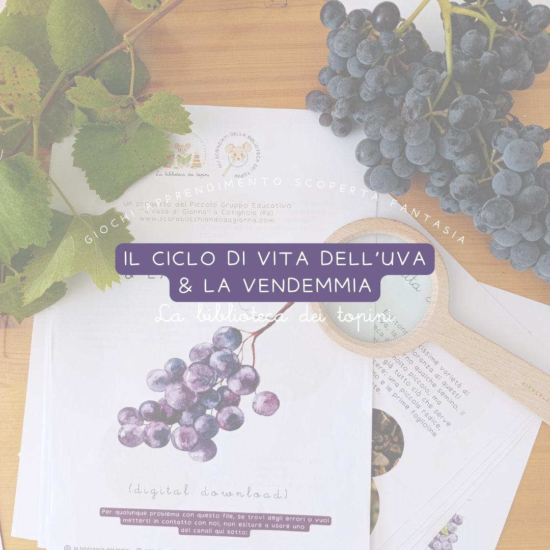 Il ciclo di vita dell'uva & la vendemmia