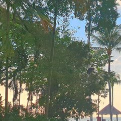 Shangri-La Rasa Sayang Penang monkey in the tree